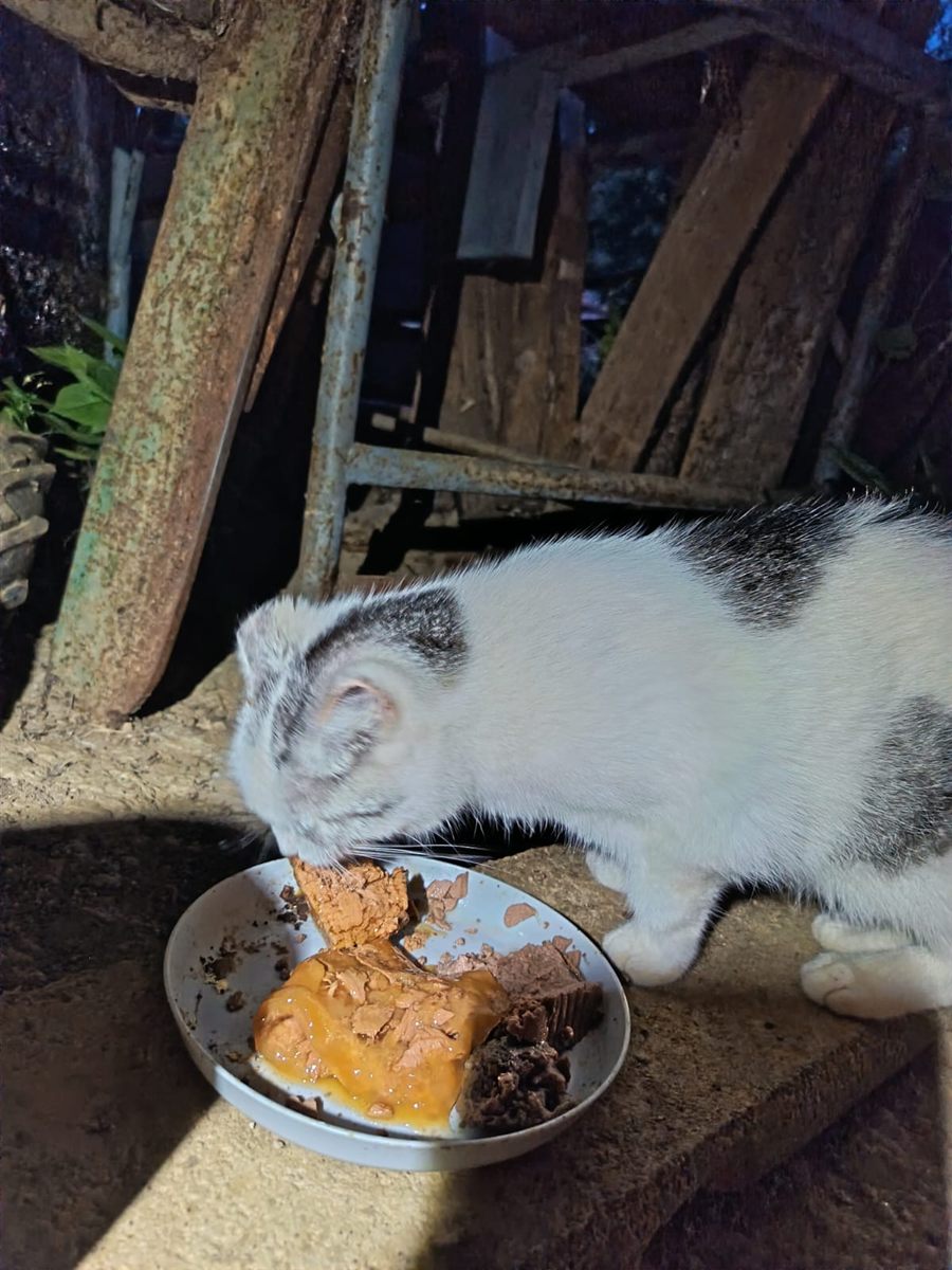 Eine Katze frisst an einer betreuten Futterstelle
