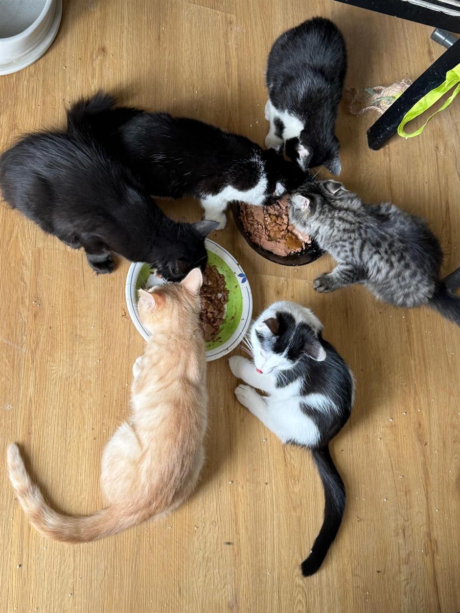 Mehrere Katzen werden gemeinsam mit Futter versorgt