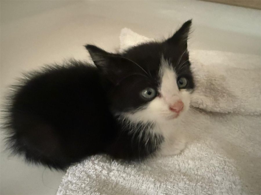 Junges schwarz-weißes Katzenkind ruht auf einer weichen Decke